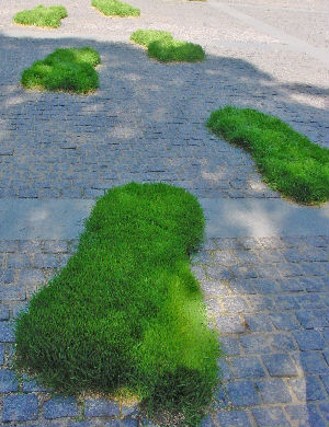 Grass in the road