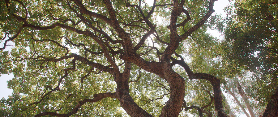 樟 Cinnamomum camphora -舊大埔警署內的古樹名木之一