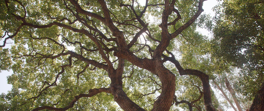 Camphor Tree Cinnamomum camphora, an Old and Valuable Tree at Old Tai Po Police Station