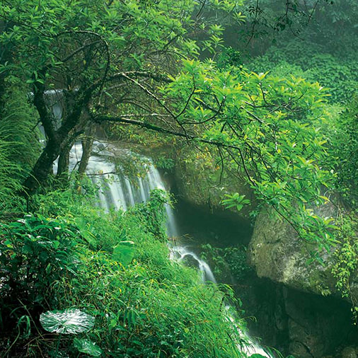 The Farm's stream